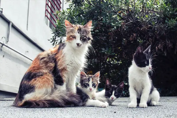 Can Cats See Infrared 