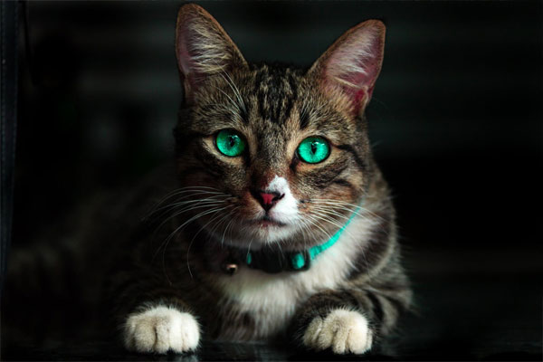 Can Cats See Infrared Lights