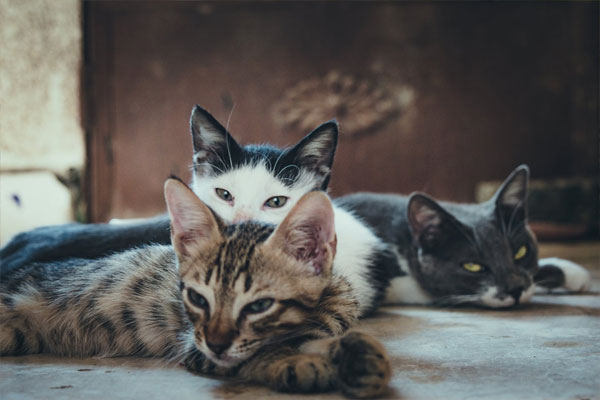 Can Cats See Infrared