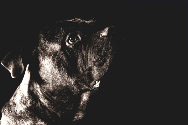 Can dogs see in total darkness