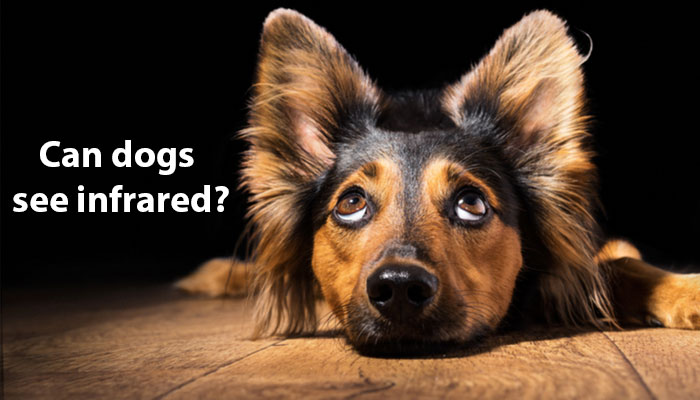 Can dogs see infrared?