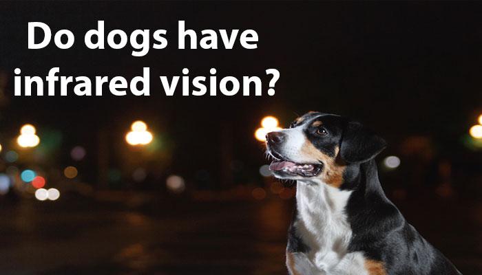 Do dogs have infrared vision?