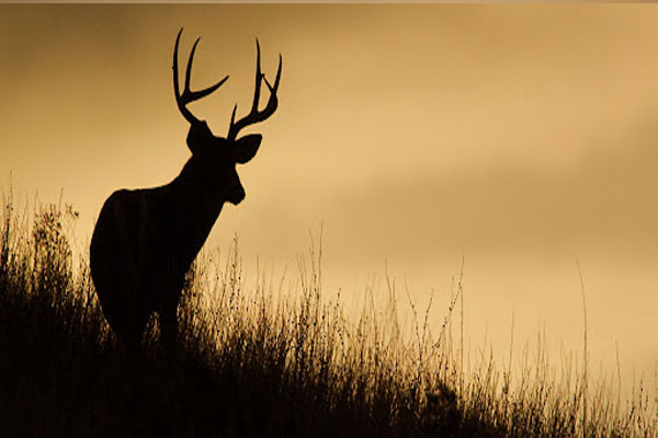 Public Hunting opportunities