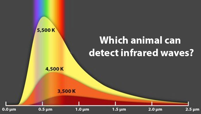 Which animal can detect infrared waves?