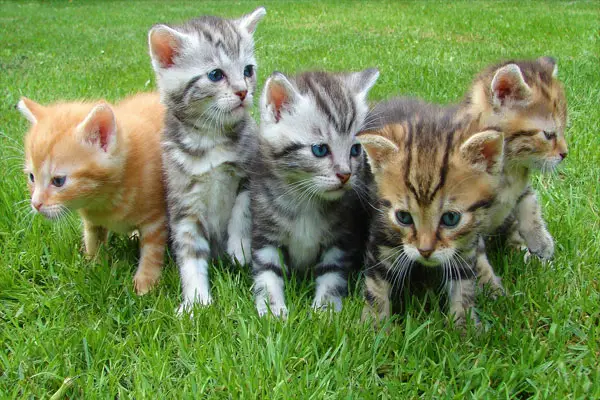 Why Cats Can’t See Infrared Lights