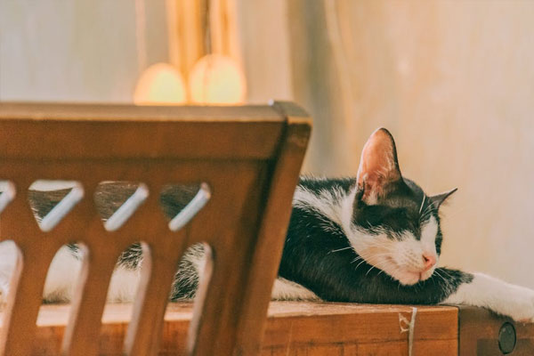 7 MAIN REASONS WHY YOUR CAT WON’T SLEEP WITH YOU ANYMORE