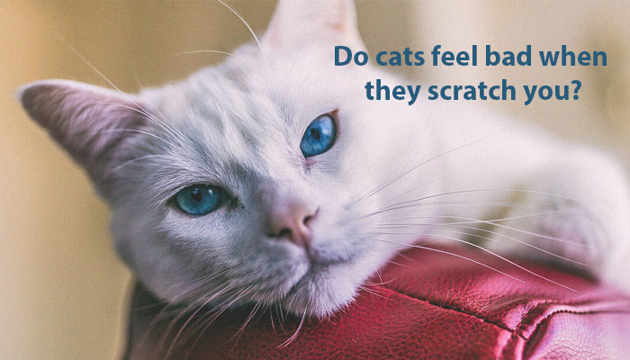 Do cats feel bad when they scratch you?
