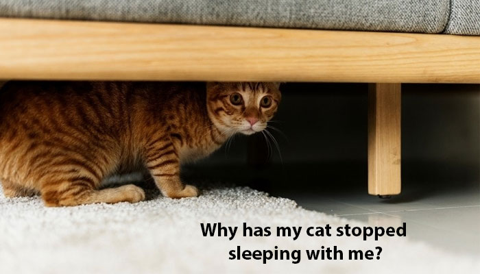 Why has my cat stopped sleeping with me?