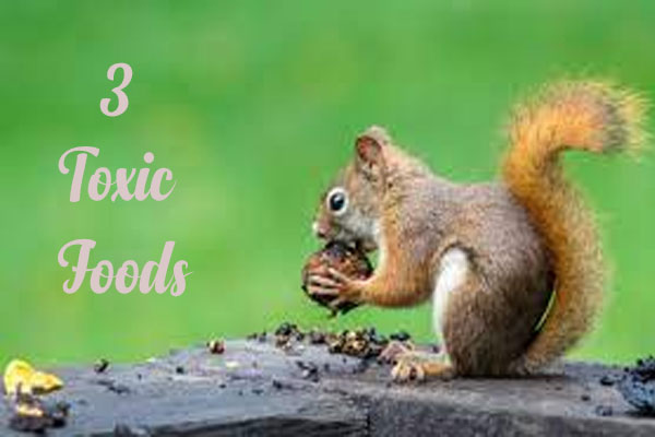 3 Toxic Foods