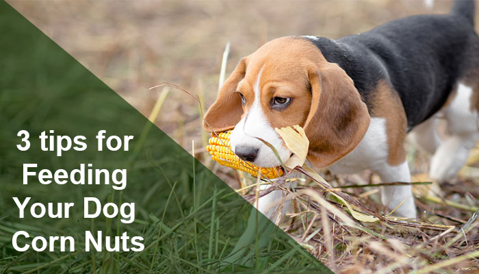 3 tips for Feeding Your Dog Corn Nuts