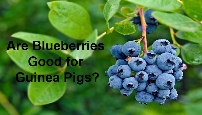 Are Blueberries Good for Guinea Pigs?