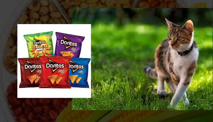 Are There Any Advantages to Feeding Cats Doritos