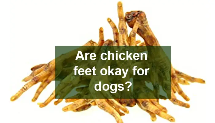 Are chicken feet okay for dogs?