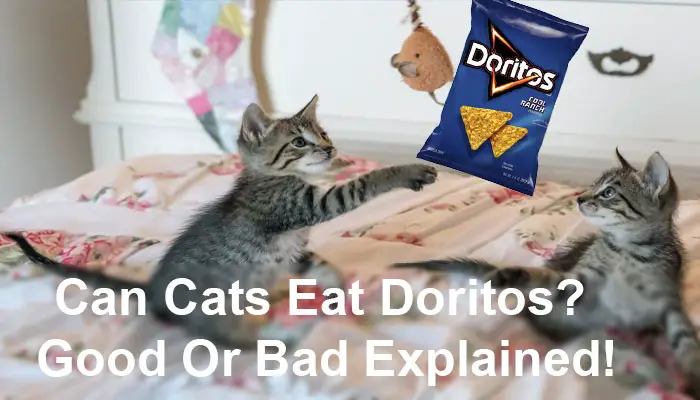 Can Cats Eat Doritos