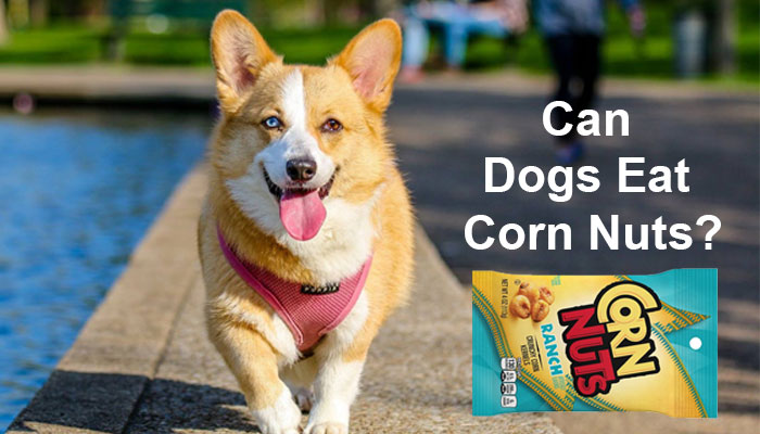 Can Dogs Eat Corn Nuts?