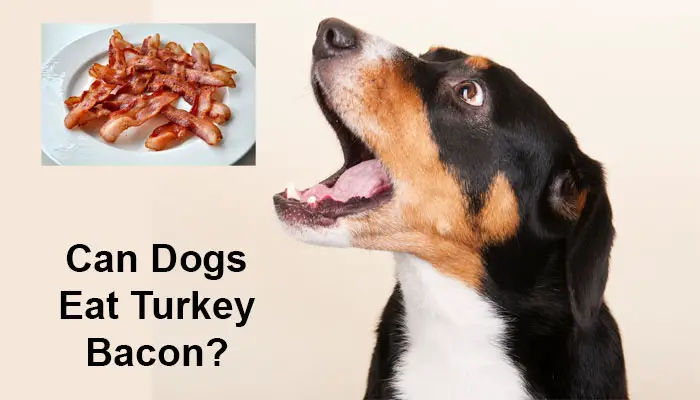 Can Dogs Eat Turkey Bacon?