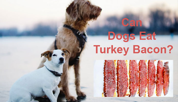 Can Dogs Eat Turkey Bacon