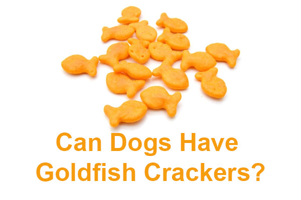 Can Dogs Have Goldfish Crackers