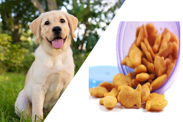 Can Dogs Have Goldfish