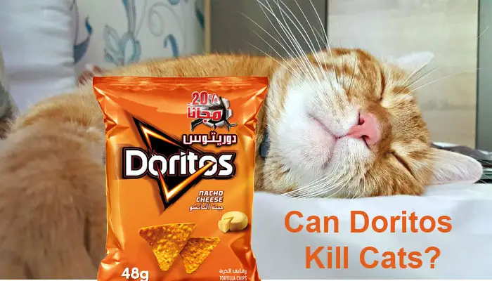 Can Doritos Kill Cats?