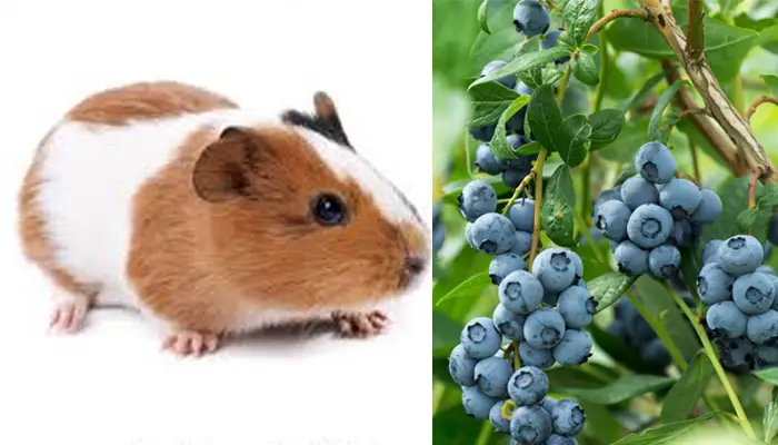 Can Guinea Pigs Eat Blueberries
