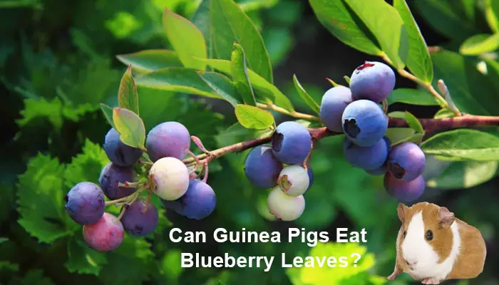 Can Guinea Pigs Eat Blueberry Leaves?