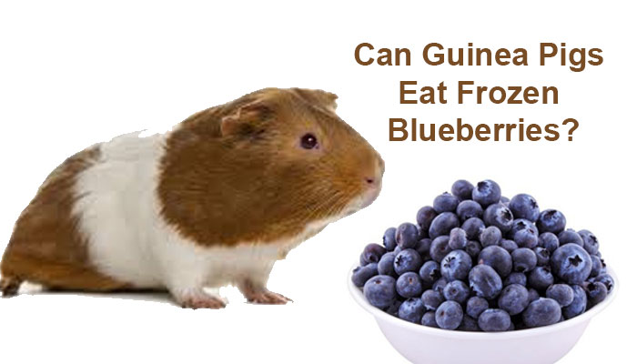 Can Guinea Pigs Eat Frozen Blueberries?
