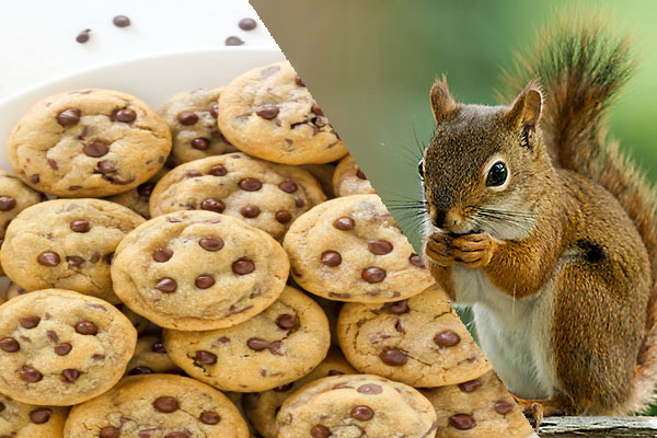 Can Squirrels Eat Chocolate Chip Cookies