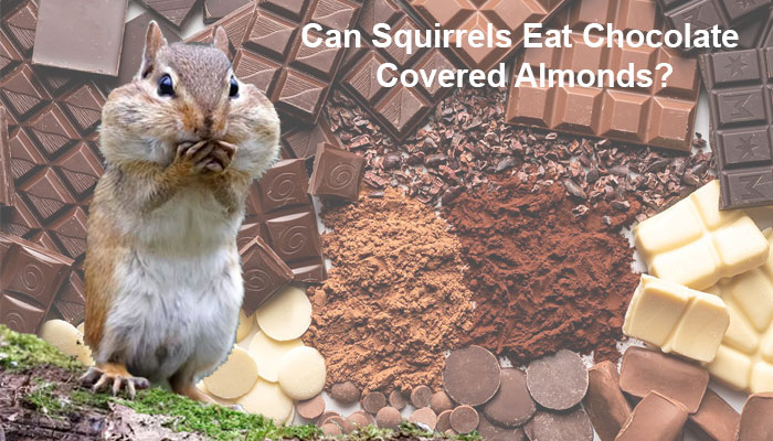 Can Squirrels Eat Chocolate Covered Almonds?