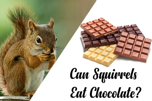Can Squirrels Eat Chocolate?