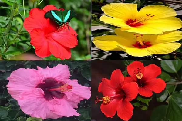 Can You Smoke Hibiscus