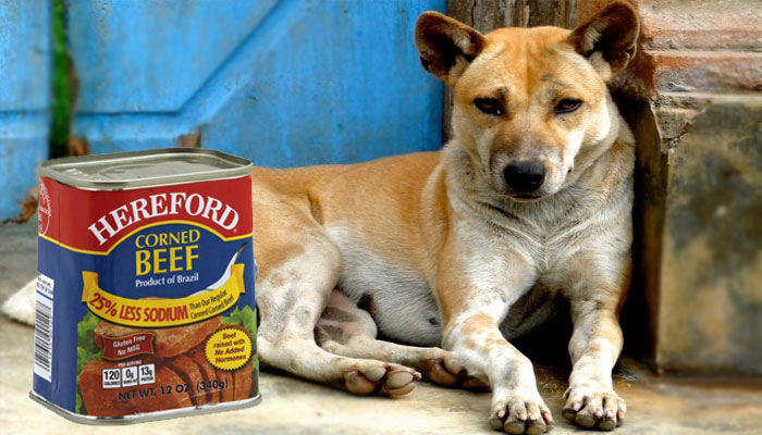 Can dogs have canned corned beef?