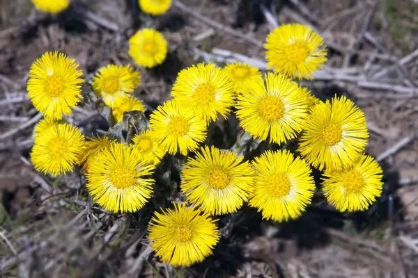 Coltsfoot