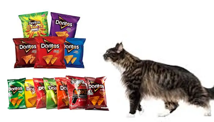 Do Cats Like Doritos Or Hate It
