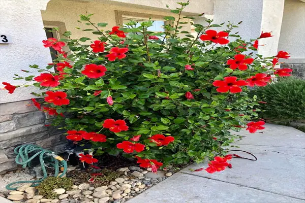 Hibiscus tree