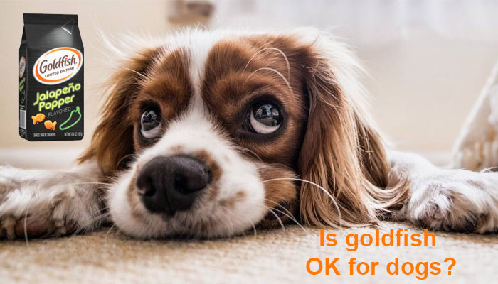 Is goldfish OK for dogs