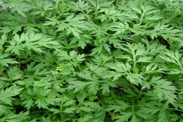 Mugwort