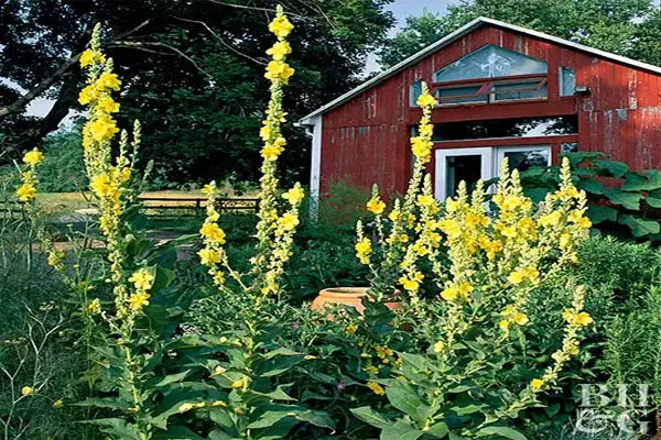 Mullein
