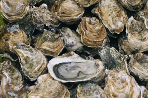 Oysters