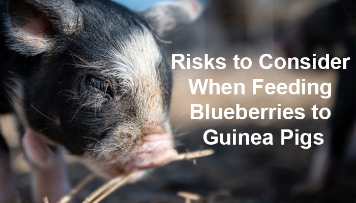 Risks to Consider When Feeding Blueberries to Guinea Pigs