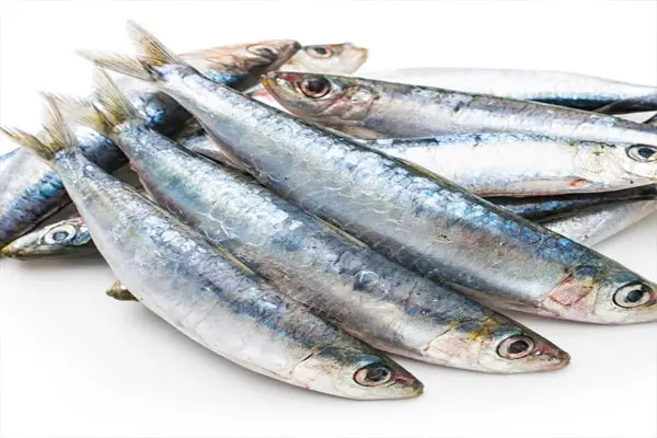 Sardines
