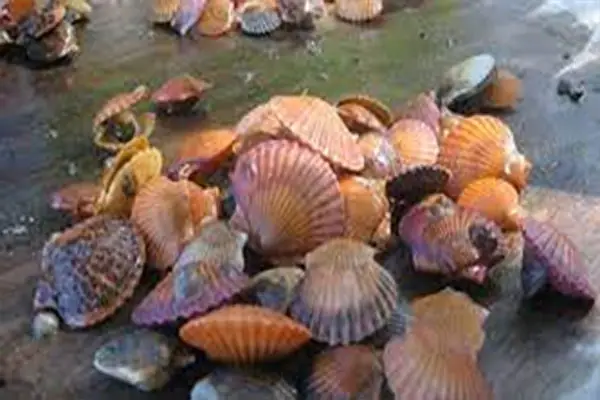 Shellfish