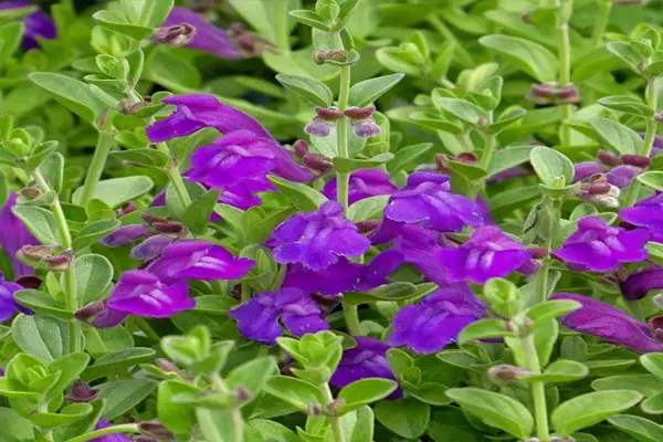 Skullcap