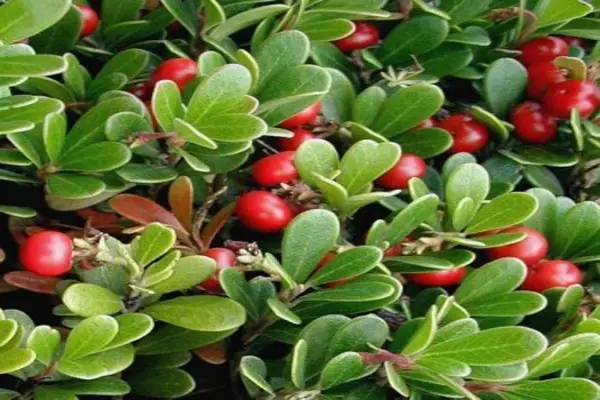 Uva-Ursi
