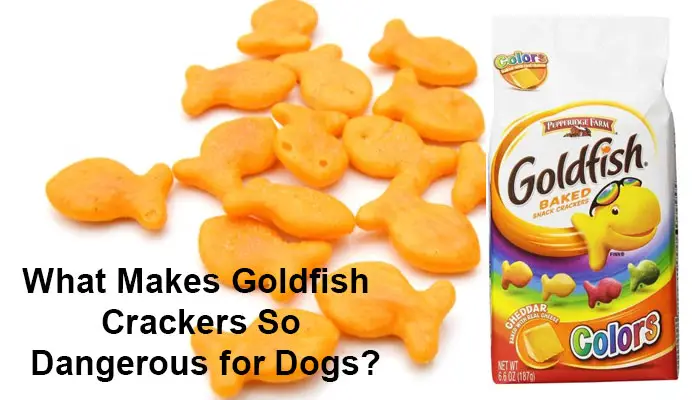 What Makes Goldfish Crackers So Dangerous for Dogs?