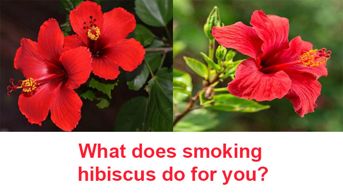 What does smoking hibiscus do for you?
