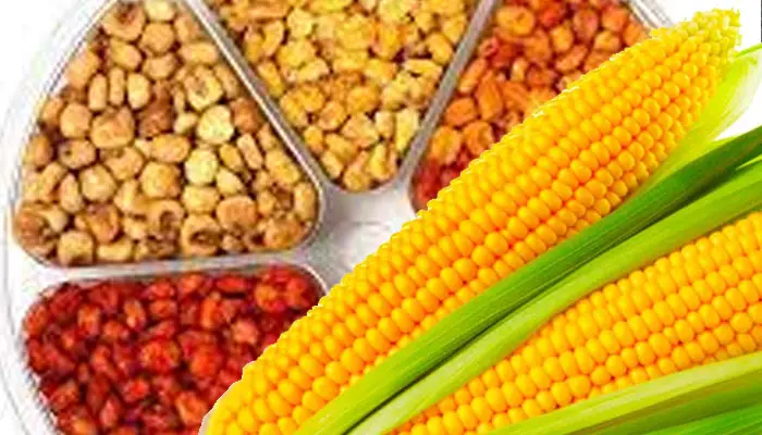 What occurs if your dog eats corn nuts