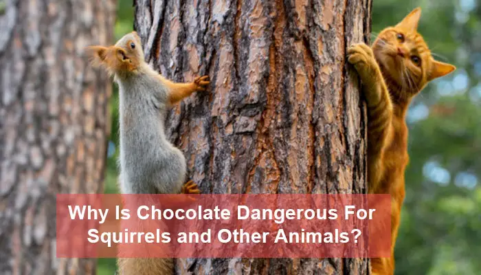 Why Is Chocolate Dangerous For Squirrels and Other Animals?