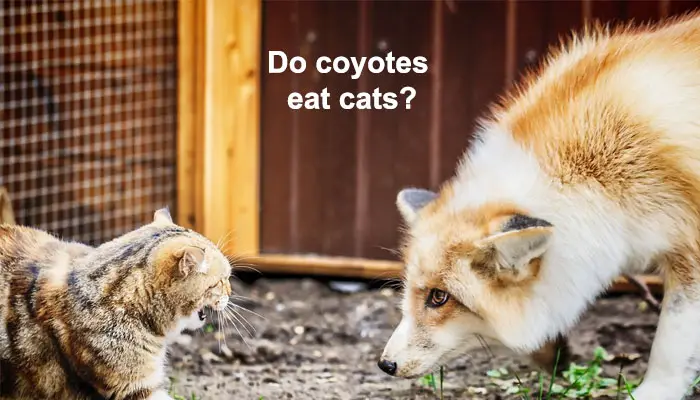 Do coyotes eat cats?
