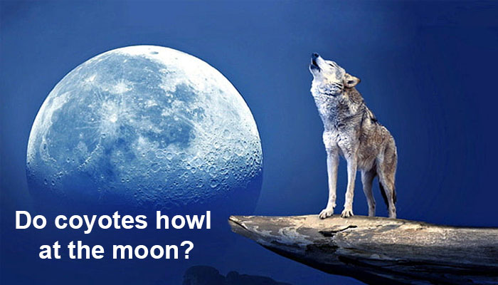 Do coyotes howl at the moon?
